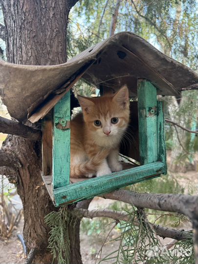 Котята в добрые руки бесплатно