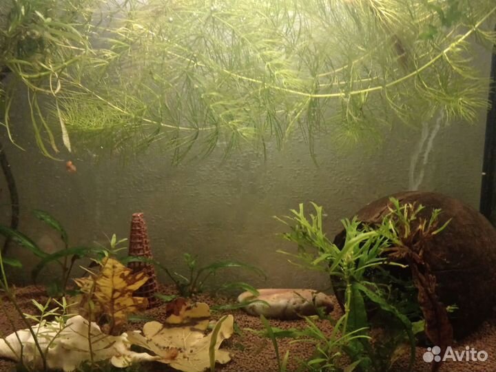 Аквариум 15 литров