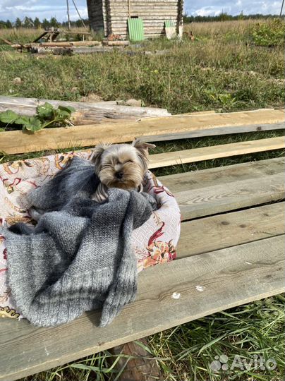 Йоркширский терьер вязка