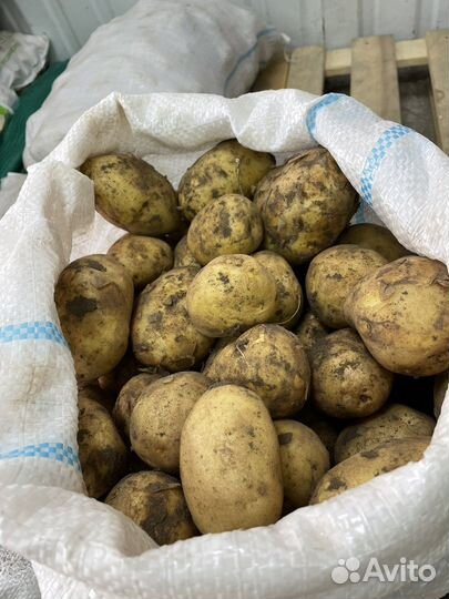 Картофель в мешка