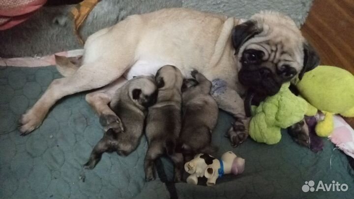 Щенки мопса