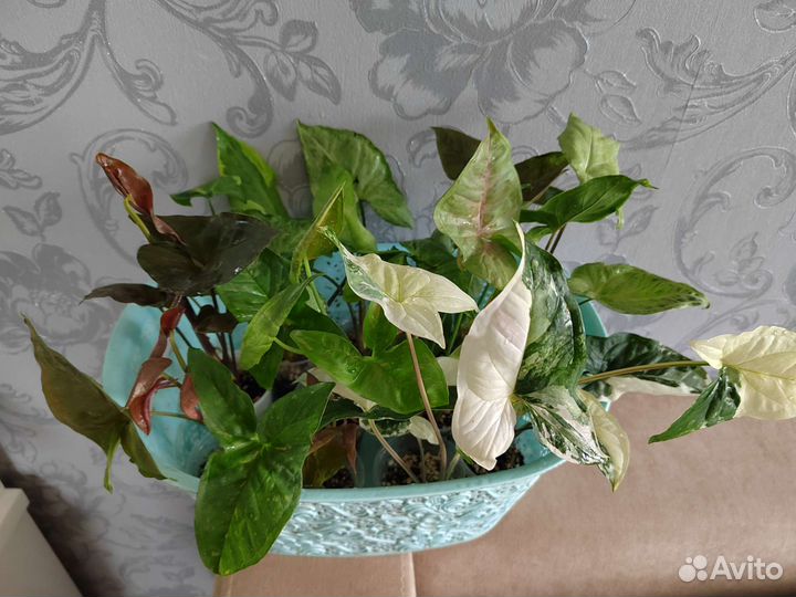 Сингониумы