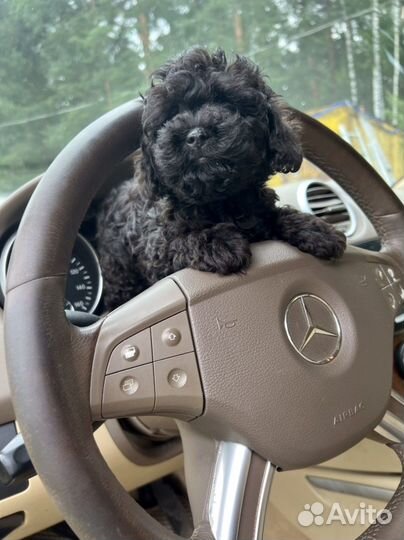 Multi maltipoo -Чёрные Бриллиантики