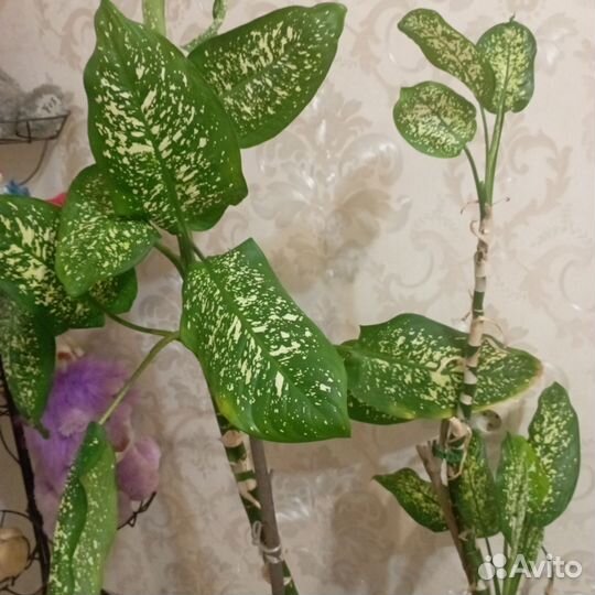 Диффенбахия