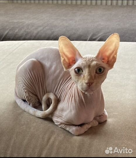 Котенок в добрые руки