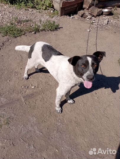 В добрые руки