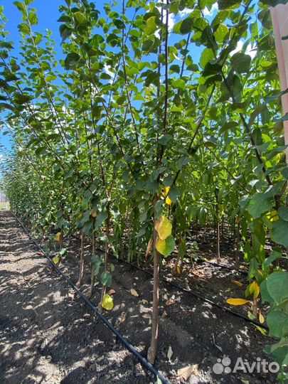 Саженцы сливы / алыча оптом Анжелина