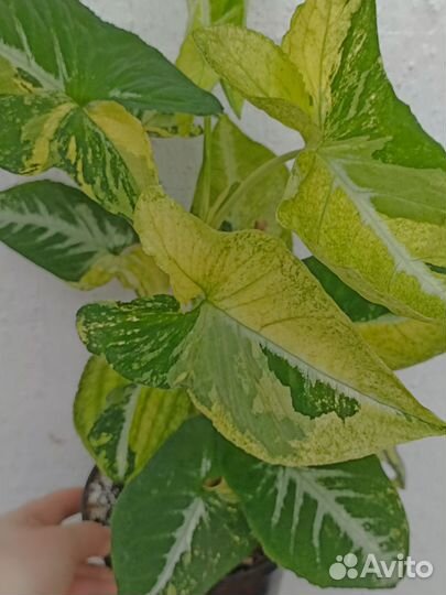 Сингониум яичница (Scrambled Eggs) крупный