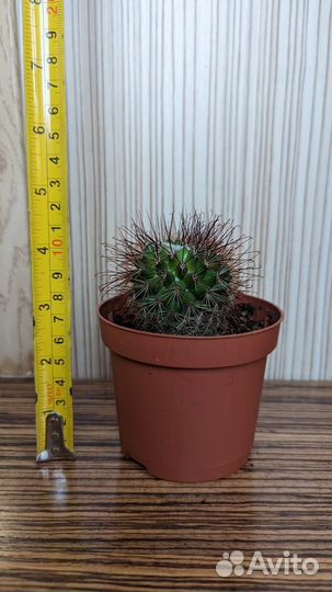 Кактусы разные