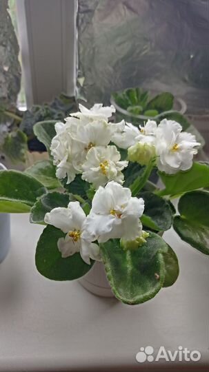 Сортовые фиалки