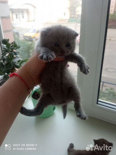 Шотландские котята