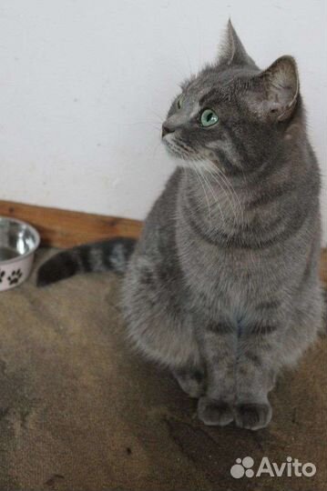 Прекрасные кошечки ищут семью