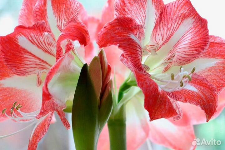 Гиппеаструм