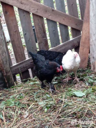 Инкубационное яйцо цветное