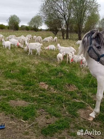 Козье молоко