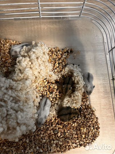 Джунгарский хомяк