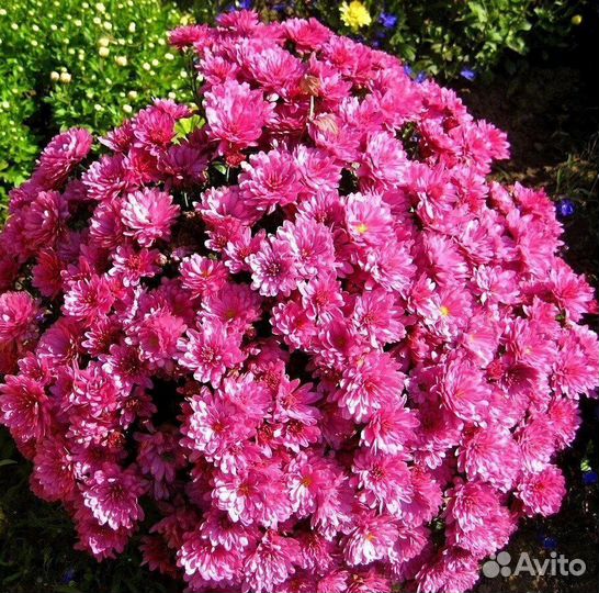 Саженцы хризантема, лаванда, лилейники, пион