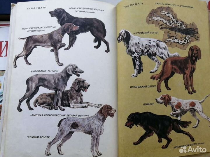 Энциклопедия для детей