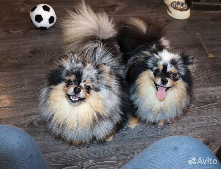 Фантастические мраморные девочки шпица с доcтавкой