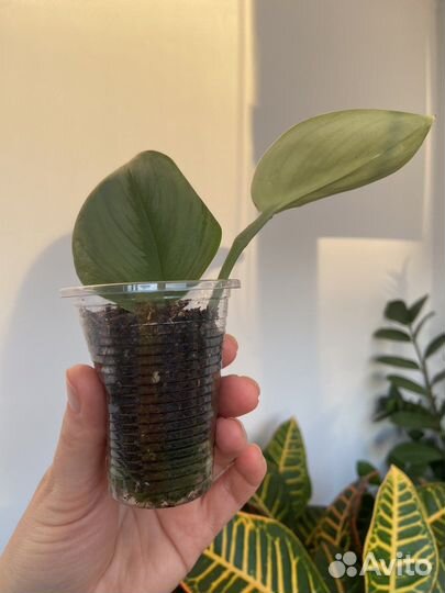 Сциндапсус мунлайт