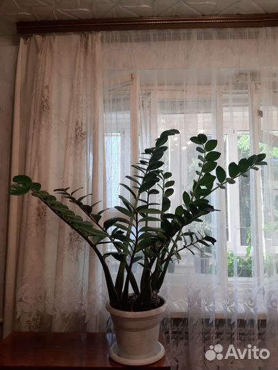 Замиокулькас