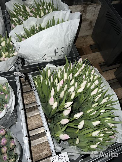 Тюльпаны к 8 марта оптом Москва