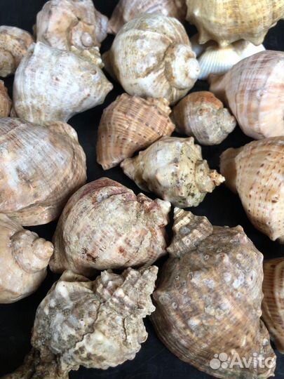 Набор морских, крупных ракушек