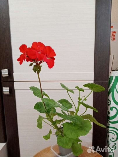 Пеларгония герань