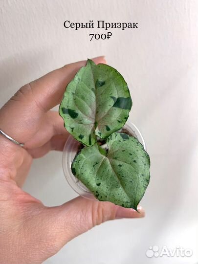 Сингониумы