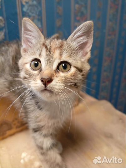 Котята в добрые руки бесплатно