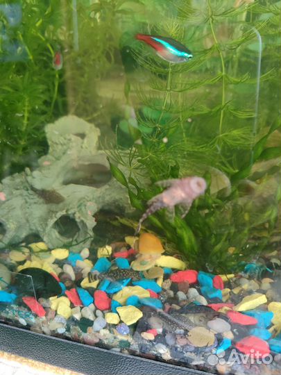 Сомик анциструс