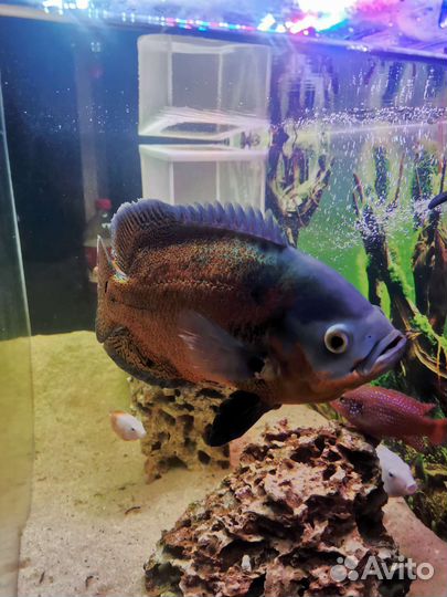 Астронотус