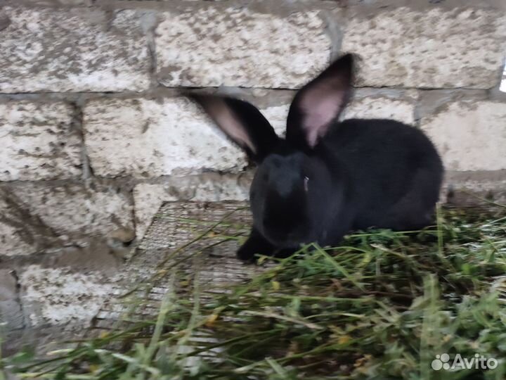 Кролик Фландр (самец)