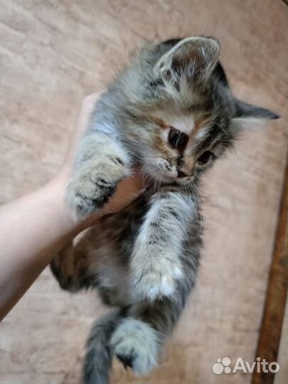 Кошка в дар