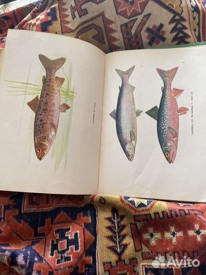 Л.П.Сабанеев Жизнь и ловля пресноводных рыб