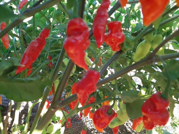 Перчик Carolina reaper