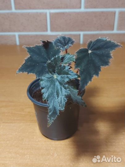 Бегония Черный Бархат