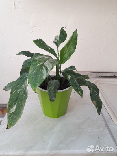 Спатифиллум- женское счастье