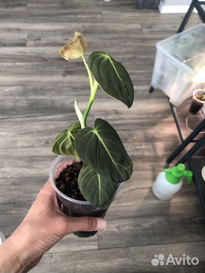 Филодендрон меланохризум