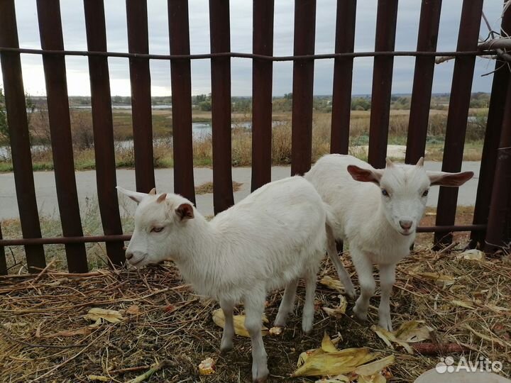 Козлята на развод. Поросята-кармалы