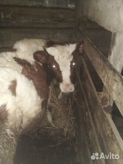 Свиноматка крупно-белая, поросята, свинья на мясо