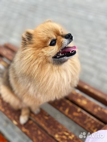 Вязка собак шпиц кабель ищет невесту