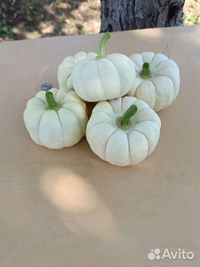 Тыква декоративная