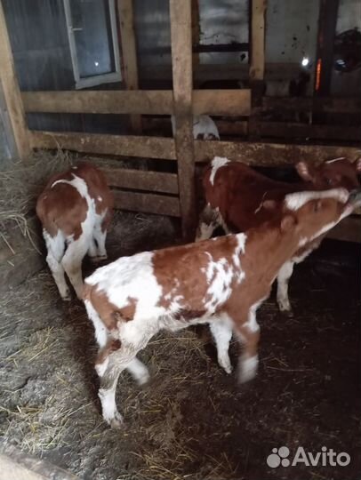 Телята бычки