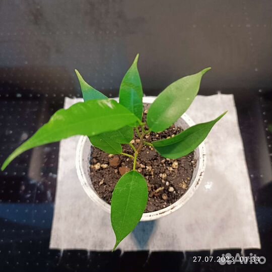 Фикус бенджамина мелколистный