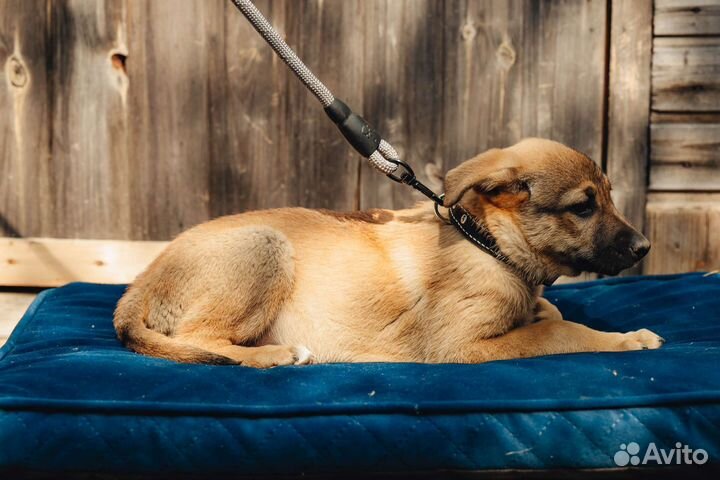 Щенки в дар