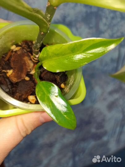 Филодендрон доместикум вариегатный