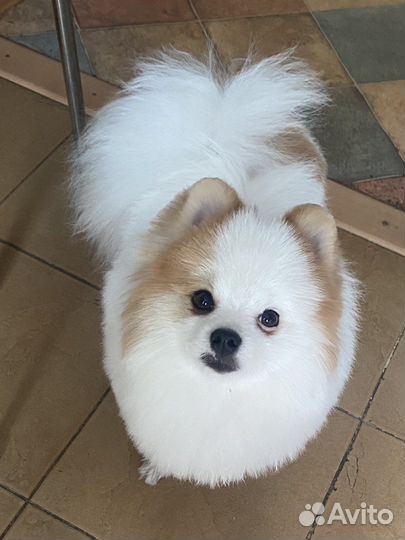 Померанский шпиц