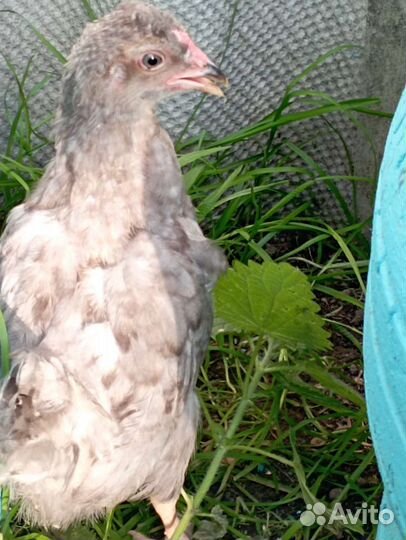 Породистые подрощенные цыплята