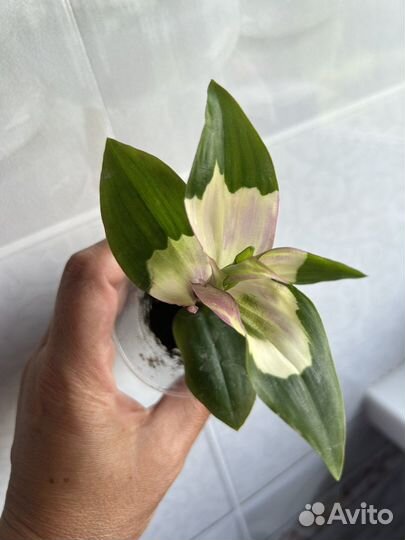 Традесканция